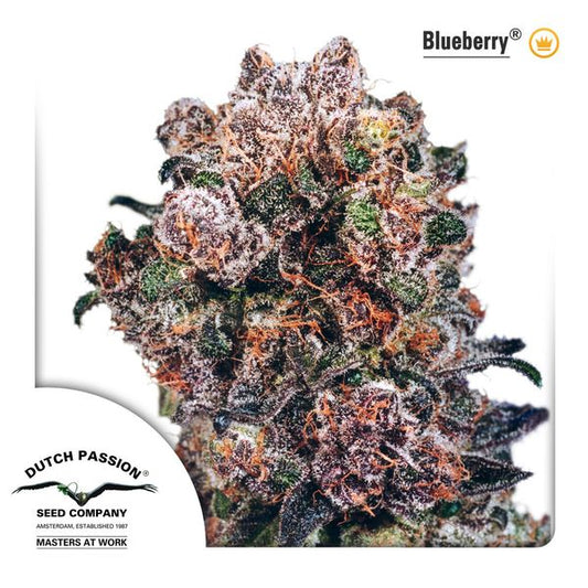 Buy Dutch Passion Blueberry Cannabis Seeds UK