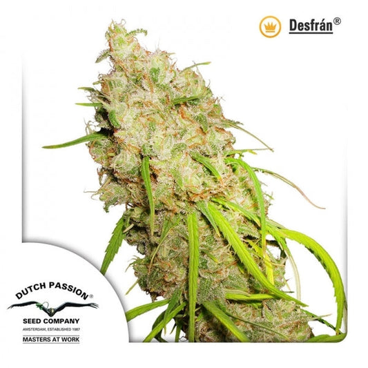 Buy Dutch Passion Desfran Cannabis Seeds UK