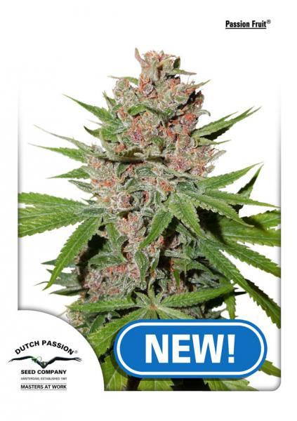 Buy Dutch Passion Fruit Cannabis Seeds UK