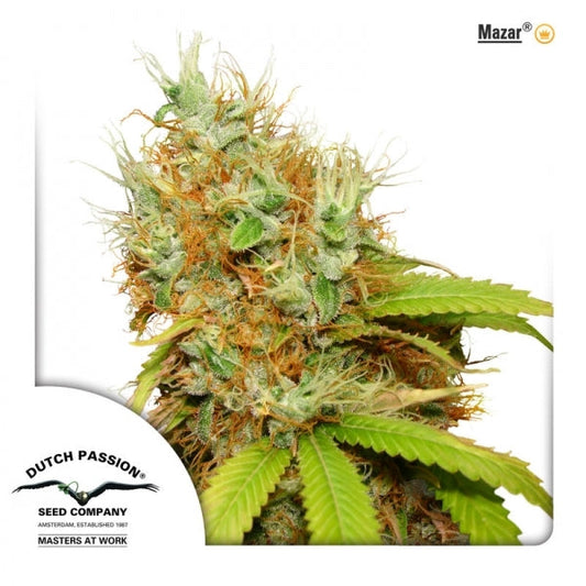 Buy Dutch Passion Mazar Cannabis Seeds UK