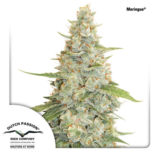 Buy Dutch Passion Meringue Cannabis Seeds UK