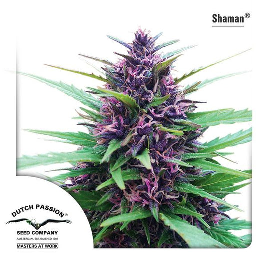 Buy Dutch Passion Shaman Cannabis Seeds UK