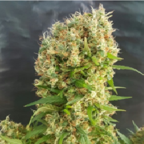Buy Expert Cannabis Seeds UK