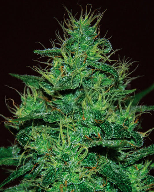 Buy Amnesia Haze Auto (Expert Seeds) UK