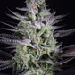 Buy Dinafem Blueberry Cookies Cannabis Seeds Pack of 10 Manchester