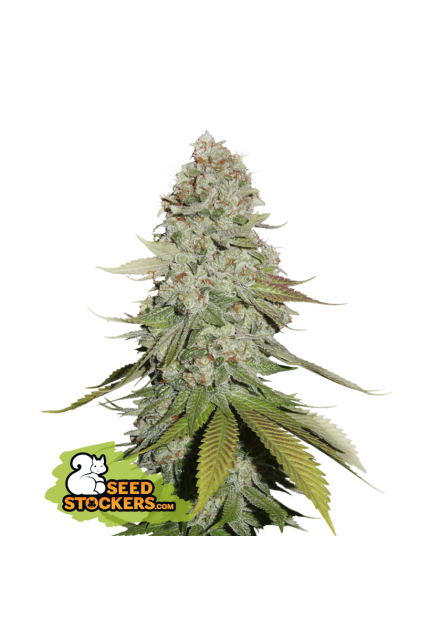 Buy Seedstockers Gorilla Glue Cannabis Seeds UK