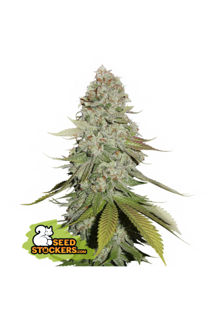 Buy Seedstockers Gorilla Glue Cannabis Seeds UK