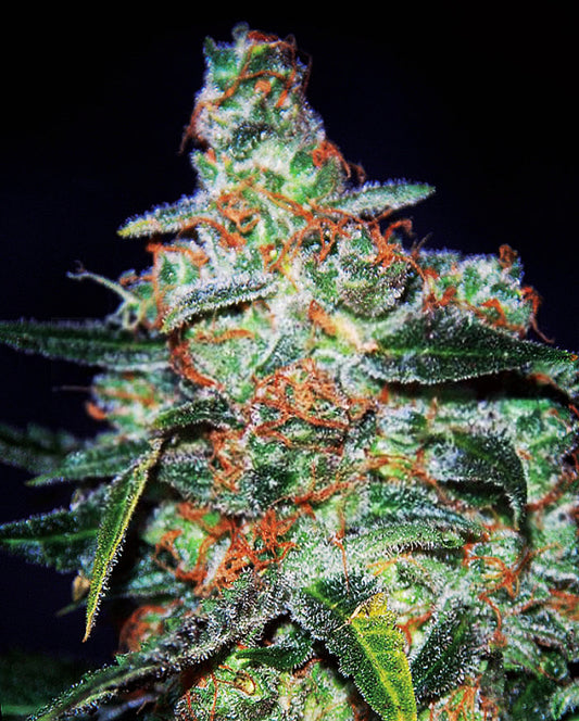 Buy Cheese Auto (Expert Seeds) UK