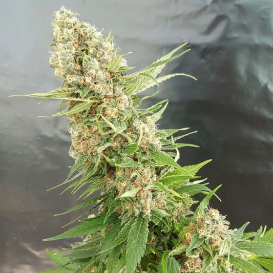 Buy Critical Gorilla (Expert Seeds) UK