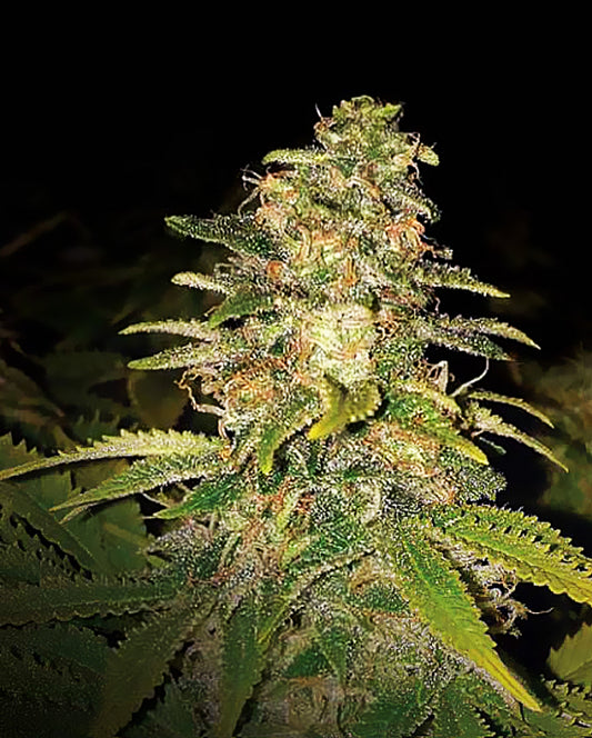 Buy Critical Blue Auto (Expert Seeds) UK