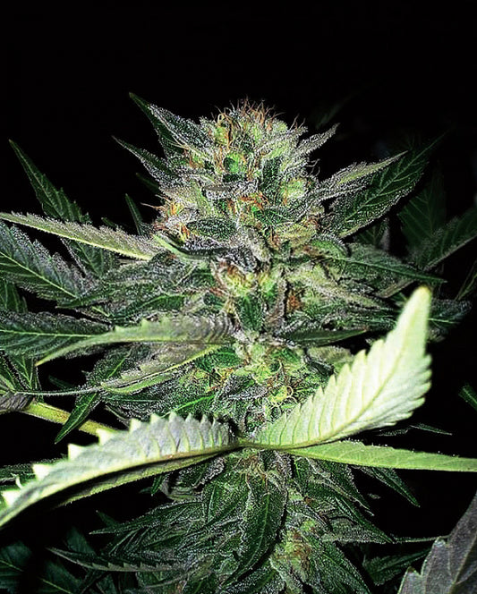 Buy Critical Lights (Expert Seeds) UK