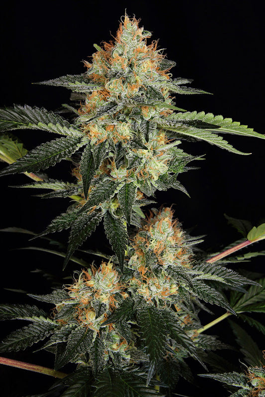 Buy Dinafem Dinachem Cannabis Seeds Pack of 10 Manchester