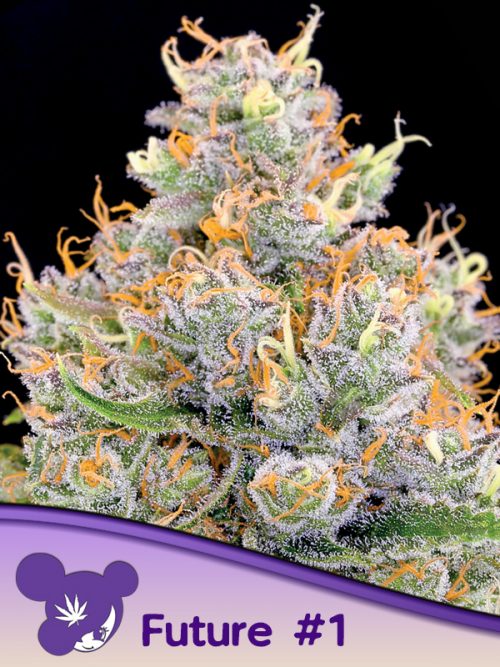 Buy Anesia Seeds Future #1 Cannabis Seeds UK