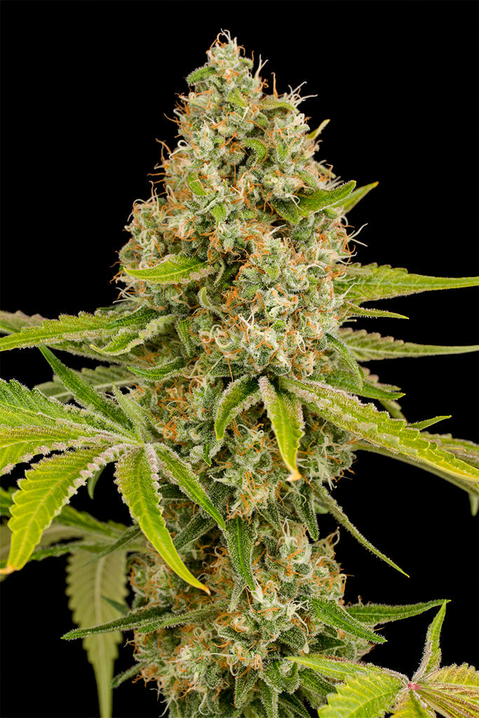 Buy Dinafem OG Kush Cannabis Seeds Pack of 10 Manchester