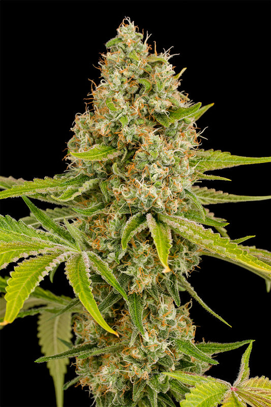 Buy Dinafem OG Kush Cannabis Seeds Pack of 10 Manchester