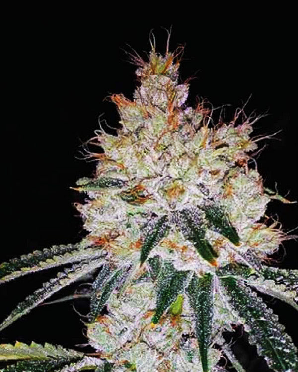 Buy OGesus Auto (Expert Seeds) UK