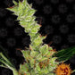 Buy Barneys Farm Dr Grinspoon Cannabis Seeds Pack of 5 in Manchester