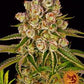 Buy Barneys Farm Kush Mintz Cannabis Seeds Pack of 10 in Manchester