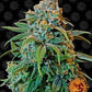 Buy Barneys Farm Liberty Haze Cannabis Seeds Pack of 5 in Manchester