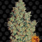 Buy Barneys Farm Tangerine Dream Cannabis Seeds Pack of 5 in Manchester