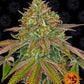 Buy Barneys Farm Wedding Cake Cannabis Seeds Pack of 10 in Manchester