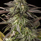 Buy Dinafem Blue Cheese Cannabis Seeds in Manchester