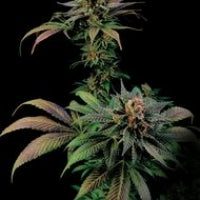 Buy Dinafem Blue Widow Cannabis Seeds Pack of 5 Manchester