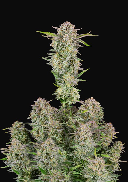Buy Fast Buds Bruce Banner Auto Cannabis Seeds in Manchester