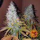 Buy Barneys Farm Cookies Kush Cannabis Seeds Pack of 10 in Manchester