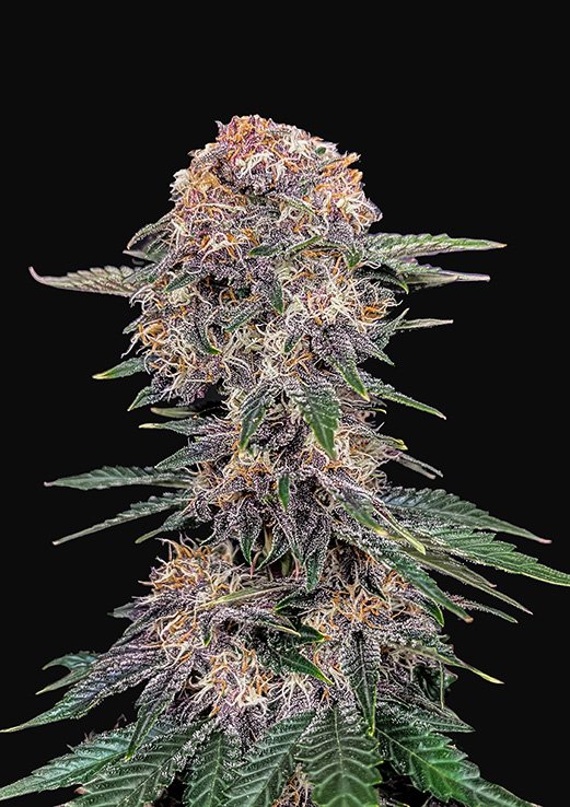 Buy Fast Buds Cherry Cola Cannabis Seeds in Manchester