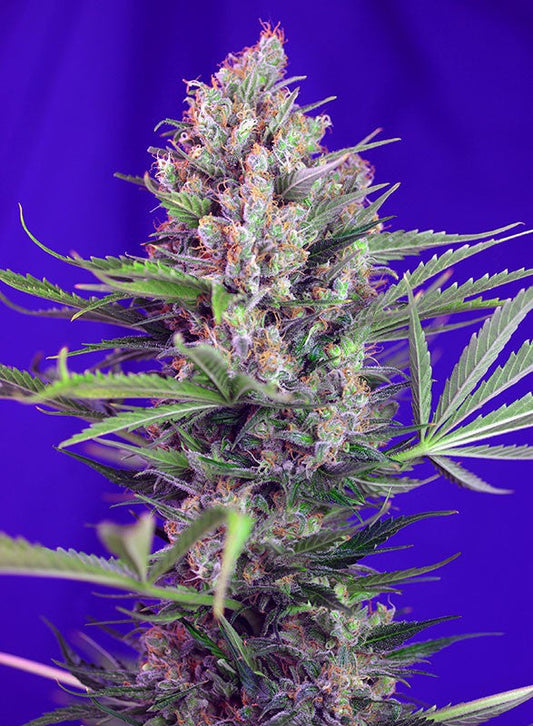 Cream Mandarine F1 Fast Version Feminized