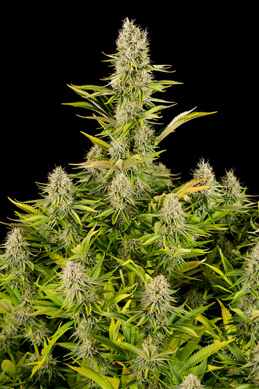 Buy Dinafem Amnesia Kush Cannabis Seeds Pack of 5 Manchester