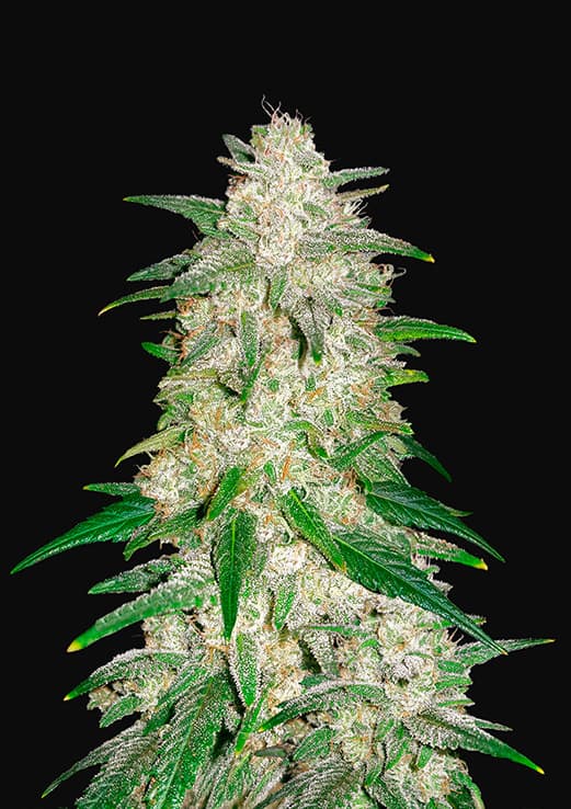 Buy Fast Buds Gelato Auto Cannabis Seeds in Manchester