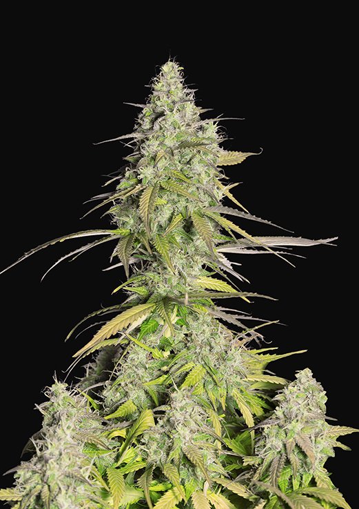 Buy Fast Buds Girl Scout Cookies Auto Cannabis Seeds in Manchester