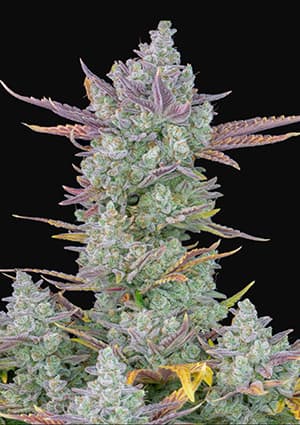 Buy Fast Buds Gorilla Cookies Auto Cannabis Seeds in Manchester