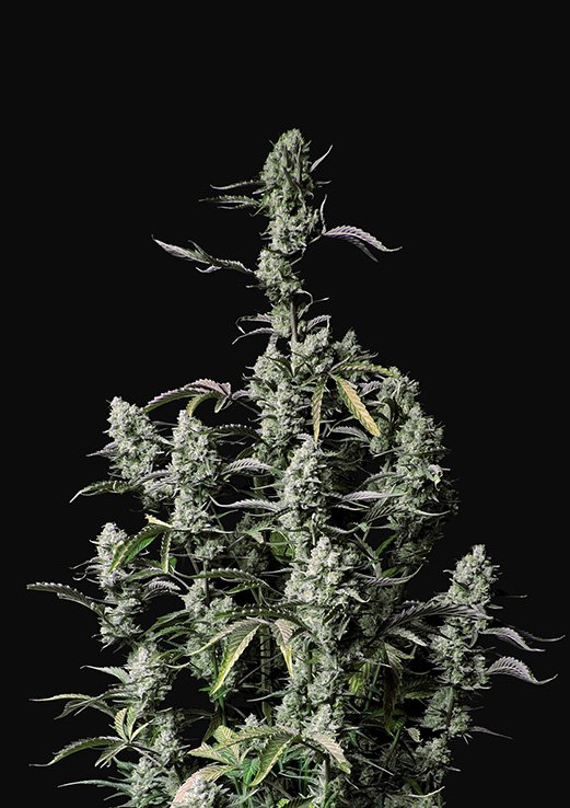 Buy Fast Buds Gorilla Zkittlez Cannabis Seeds pack of 5 in Manchester