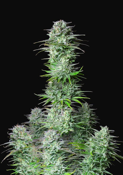 Buy Fast Buds Kosher Cake Cannabis Seeds in Manchester