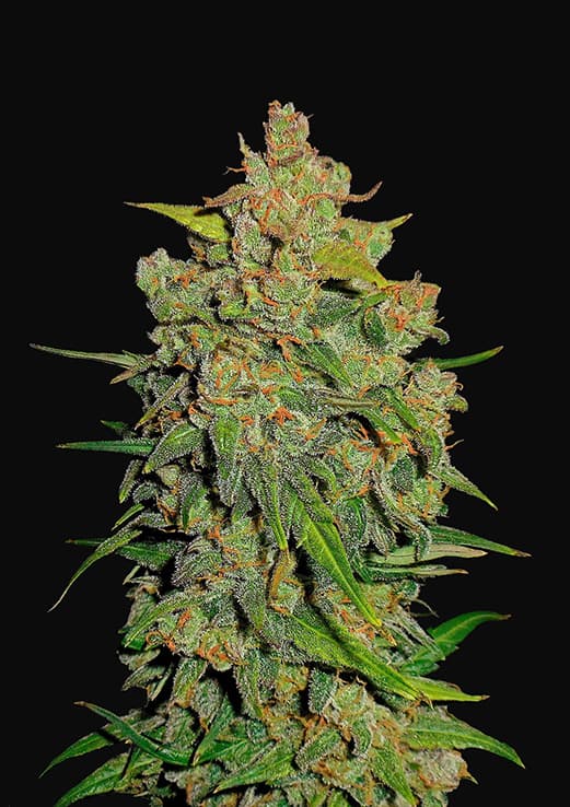 Buy Fast Buds Lemon AK Auto Cannabis Seeds in Manchester