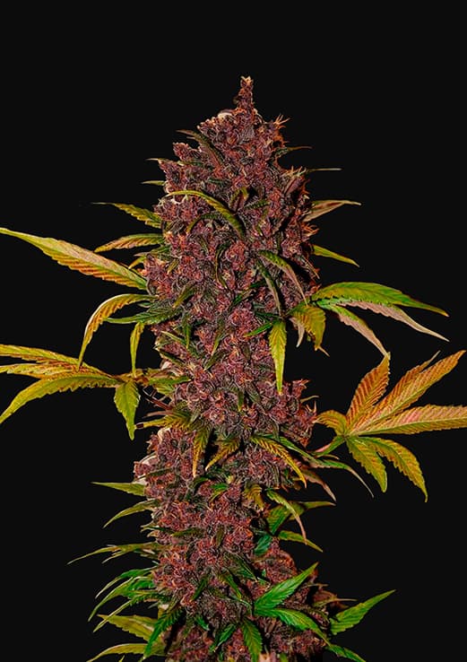 Buy Fast Buds LSD 25 Auto Cannabis Seeds in Manchester