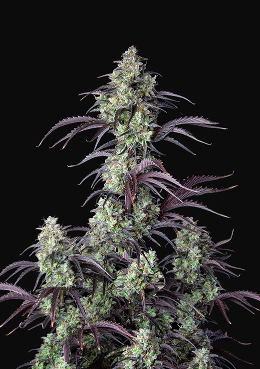 Buy Fast Buds Mimosa Cake Cannabis Seeds in Manchester