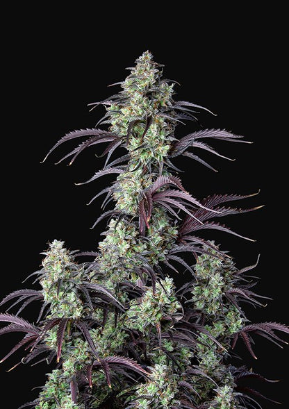 Buy Fast Buds Mimosa Cake Cannabis Seeds in Manchester
