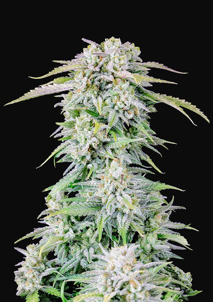 Buy Fast Buds Afghan Kush Auto Cannabis Seeds in Manchester
