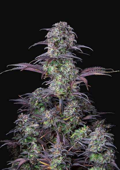 Buy Fast Buds Blueberry Autoflower Cannabis Seeds in Manchester