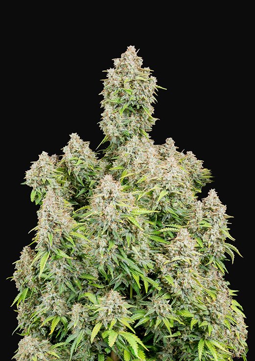 Buy Fast Buds Cinderella Auto Cannabis Seeds in Manchester