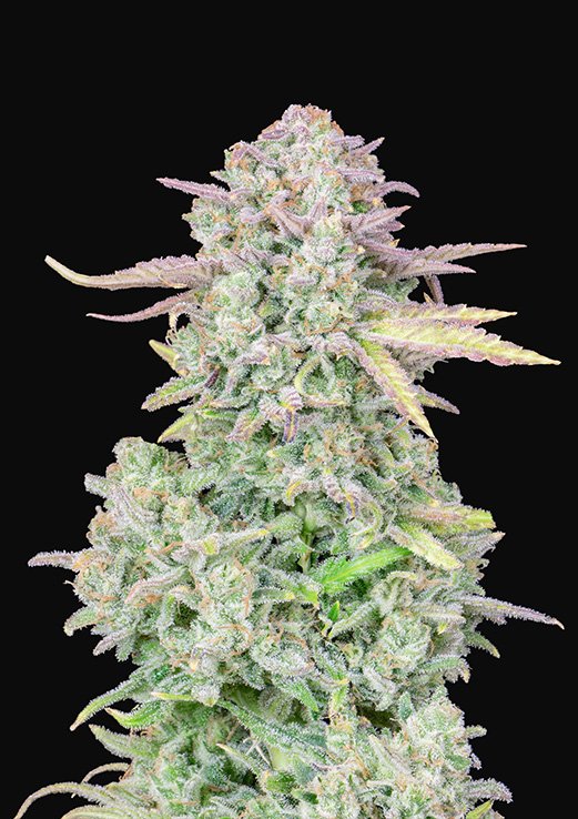 Buy Fast Buds Trainwreck Auto Cannabis Seeds in Manchester