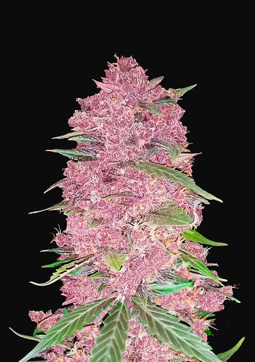 Buy Fast Buds Purple Lemonade Auto Cannabis Seeds in Manchester