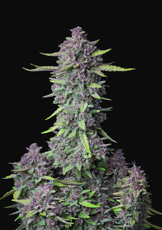 Buy Fast Buds Purple Punch Cannabis Seeds in Manchester