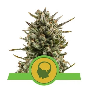 Buy Royal Queen Seeds Amnesia Haze Automatic Cannabis Seeds UK