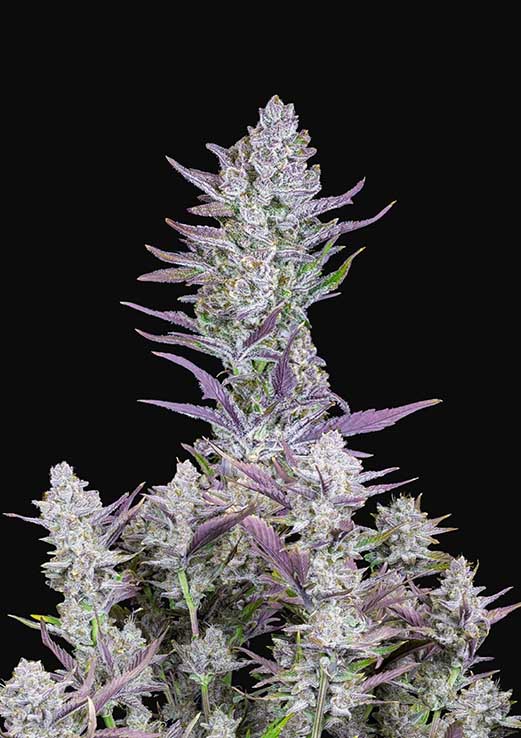Buy Fast Buds Wedding Glue Auto Cannabis Seeds in Manchester