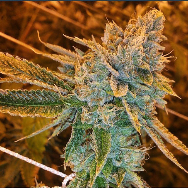 Buy Fast Buds west coast OG  Auto Cannabis Seeds in Manchester